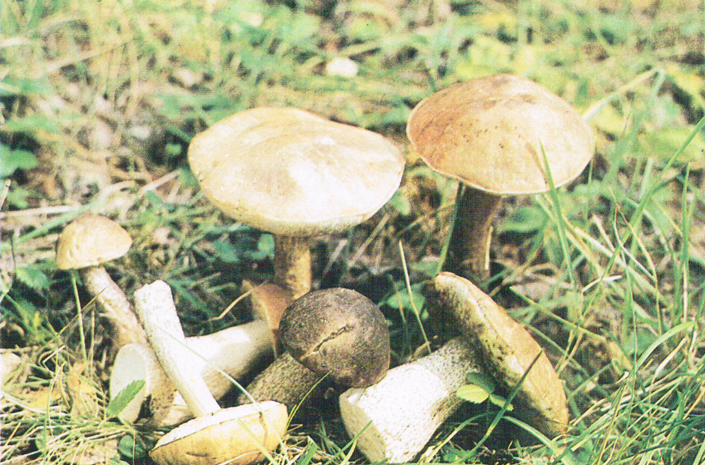 Как определить грибы