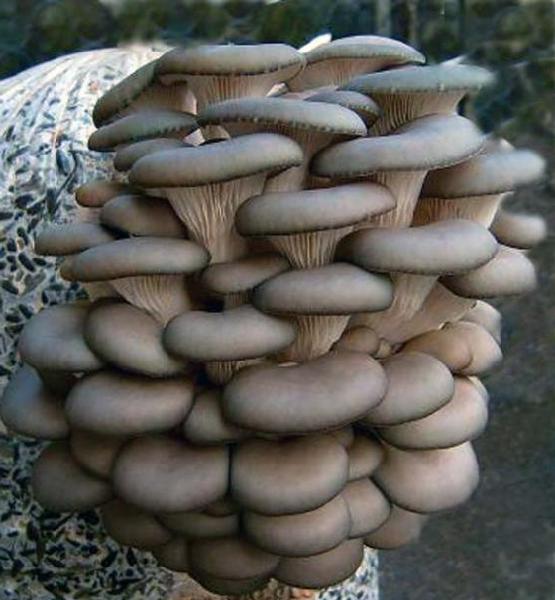 Разведение грибов