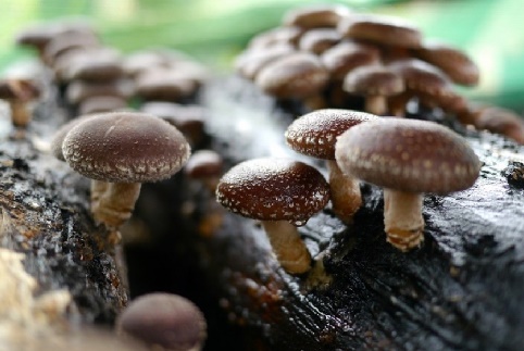 Полезные грибы